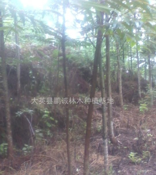 四川成都哪里臭椿、樸樹(shù)價(jià)格低