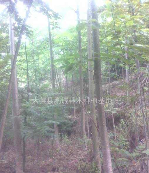 成都臭椿樸樹(shù)基地
