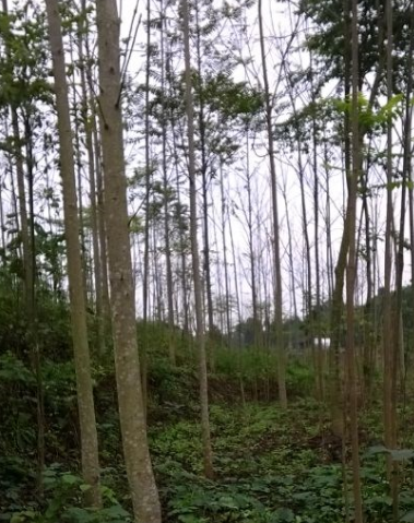 四川成都供應(yīng)臭椿