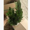 基地直銷 批發(fā)綠植 盆栽花卉 居家綠植 植物花卉 金錢樹150