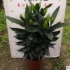廣州批發(fā) 綠植盆栽 居家綠植 植物花卉 演員香水百合