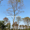 浙江桐鄉(xiāng)市供應三杉-烏桕-產(chǎn)地直銷-大量