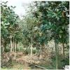廣玉蘭 庭院植物玉蘭苗基地種植 庭院花卉苗木玉蘭樹苗
