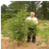 印楝樹、印楝種苗、印楝