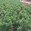 四季杜鵑紅山茶盆栽批發(fā) 帶花苞紅山茶樹苗 四季開花不斷四季常綠