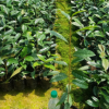 防城港金花茶 廣州基地批發(fā)四季金花茶樹苗盆栽 毛瓣中東凹脈顯脈