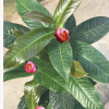 越南四季海棠大葉抱莖茶花批發(fā) 帶花苞發(fā)貨 鮑莖茶樹苗四季常綠植