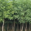 銀中楊1-3公分