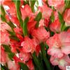 花知態(tài)基地直發(fā)80盆網(wǎng)紋草廣州生產(chǎn)四季植物小盆栽植物微景觀綠植