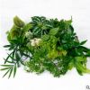 單株觀葉植物微景觀植物水陸缸雨林缸盆栽辦公室綠植室內(nèi)蕨類水培