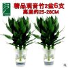 花知態(tài)觀音竹富貴發(fā)財竹辦公室內(nèi)桌面水培植物帶根好養(yǎng)活盆栽花卉
