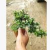 基地精品微型景觀植物 懸崖福建茶 室內造型盆栽辦公室桌盆景花卉