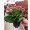 基地批發 長壽花觀葉植物花卉小盆栽創意綠植 室內凈化多肉類盆栽