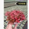 基地批發 各類網紋草 植物含盆 陰生花卉 微型室內凈化綠植盆栽