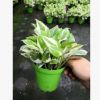 白金葛 綠蘿 室內吸甲醛綠植盆栽凈化空氣花卉植物