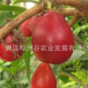 山東平度 嫁接 早熟 早酥紅梨樹苗 紅酥梨 果樹苗木新品種