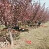 長(zhǎng)期種植出售櫻花樹(shù)苗 品種保障現(xiàn)場(chǎng)看苗日本晚櫻櫻花樹(shù)苗