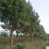 泰安綠化樹(shù)基地大量出售白蠟樹(shù) 白蠟樹(shù)小苗