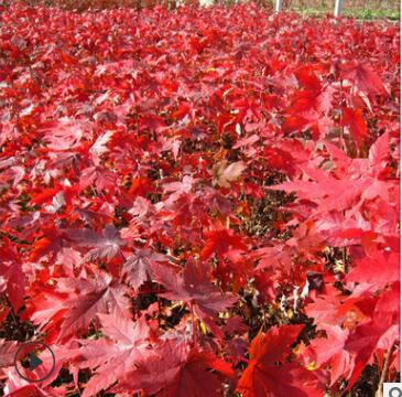 泰安基地出售1紅楓 規(guī)格齊全紅楓小苗