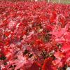 泰安基地出售1紅楓 規(guī)格齊全紅楓小苗