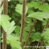 園林綠化工程苗木木槿錦帶景點道路點綴落葉小喬木獨桿叢生木槿