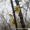 園林綠化工程苗木蠟梅景點道路點綴落葉小喬木梅花嫁接臘梅