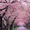 庭院櫻花苗 日本櫻花樹(shù)苗 嫁接櫻花樹(shù)苗 晚櫻苗地栽櫻花綠化小苗