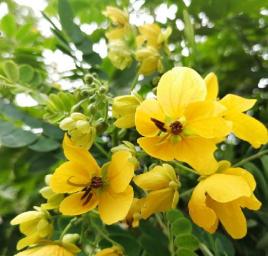 黃花槐