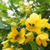 黃花槐