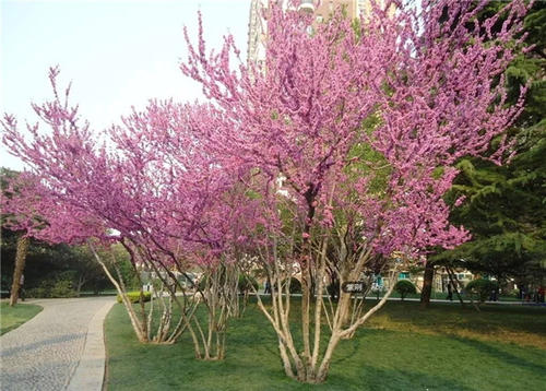 紫荊