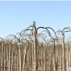 龍抓槐樹苗批發(fā) 園林綠化苗木庭院綠化 龍抓槐苗行道觀葉植物