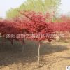 日本紅楓樹(shù)苗批發(fā)工程綠化苗木 行道風(fēng)景樹(shù)園林盆景