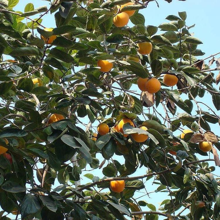 柿子樹