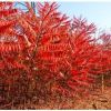 出售火炬小苗 工程苗 2-5公分苗 開原市 靠山鎮(zhèn)