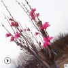 山東泰安瀟藝基地嬌紅一號(hào)玉蘭 價(jià)格合理量大優(yōu)惠嬌紅一號(hào)玉蘭