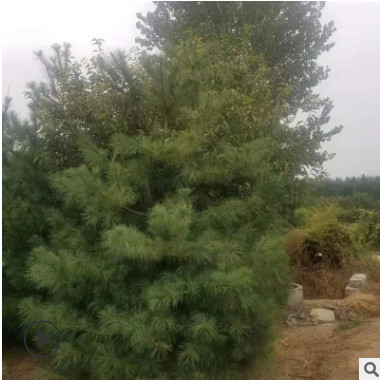 現貨供應華山松 道路工程綠化防護樹 現挖現賣規格多樣量大優惠
