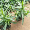 山東基地假龍頭批發(fā) 園林綠化 假龍頭小苗.苗圃用苗 現(xiàn)貨
