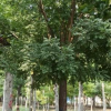 山東苗木種植基地 12公分原生冠國(guó)槐樹基地現(xiàn)貨 速生國(guó)槐樹價(jià)格 國(guó)槐樹小苗批發(fā)價(jià)格