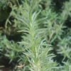 山東尚青花卉常年供應(yīng)各種綠化苗木 時(shí)令草花 花海系列福祿考 優(yōu)質(zhì)價(jià)廉福祿考