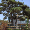 山東造型松 造型松基地直銷 造型油松價(jià)格優(yōu)惠 山東景觀園林綠化苗木