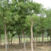 批發(fā)優(yōu)質(zhì)樸樹苗基地直銷樸樹小苗樸樹大苗園林工程綠化苗木行道樹苗木基地直銷批發(fā)樸樹