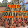 截桿香樟 綠化香樟 常青常綠喬木 氣味芬芳 耐旱耐寒適合河南地區