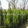 湖北供應塔柏樹 多規(guī)格綠化苗木塔柏 松柏 蜀檜價格優(yōu)惠 歡迎咨詢