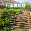 批發(fā)湖北廣玉蘭苗 廣玉蘭小樹 廣玉蘭價格 四季常綠 生長快