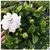 基地批發梔子花盆栽花卉 綠植觀花室內植物梔子花小盆栽植物花卉