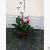 基地供應室內創意桌面小盆栽綠植110# 綠公主仿真天堂鳥植物盆栽