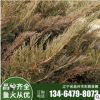 沙地柏 彩霞廠家批發(fā)綠化苗 規(guī)格齊全 工程綠化 地被植物