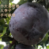 黑霸王李子苗 巨人李子 果特大李子 大果李子黑李子 批發(fā)李子苗