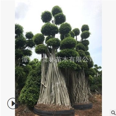 大型綠化造型小葉榕 榕樹樁頭盆景 造型榕樹 精品小葉榕