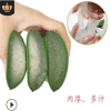 500克特價新鮮庫拉索蘆薈盆栽 美容蘆薈葉片食用鮮葉包郵